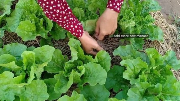 Growing vegetables to great standards | How to grow Taiwan Pak Choi | Chinese Cabbage by NY SOKHOM