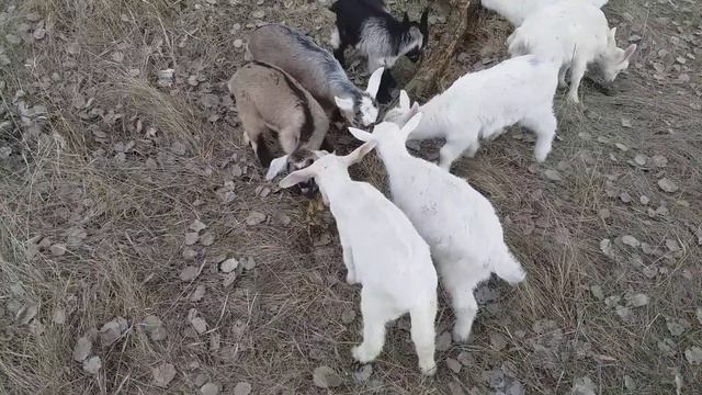 На прогулке с козами смотреть онлайн