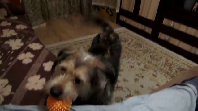 Обучение пса команде ГОЛОС смотреть онлайн
