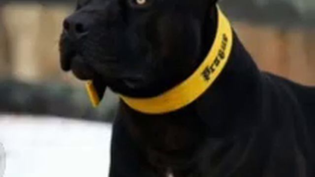 Black Pitbull 35k+ views {looks like panther but its Pitbull} смотреть онлайн