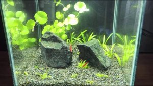 Гидрокотила белоголовая. Щитолистник белоголовый. Hydrocotyle leucocephala