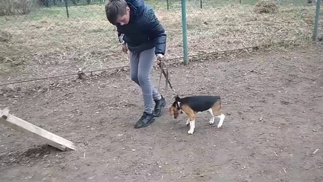 Дрессировка собак -бигль Боня 5 мес.Дрессировщик Иван й смотреть онлайн