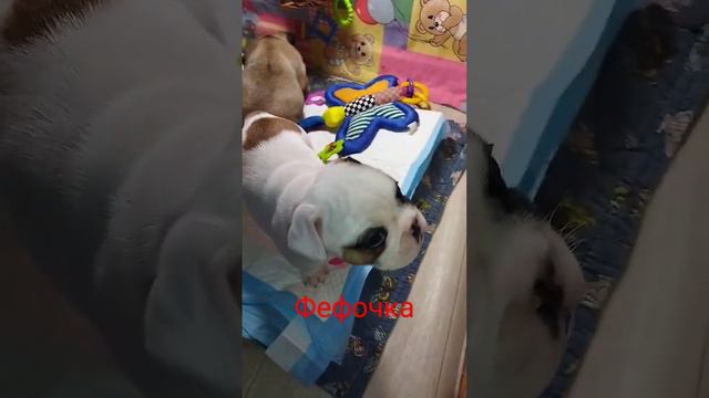 Щенок французского бульдога #puppy #bulldog #dog #dreams #щенок смотреть онлайн