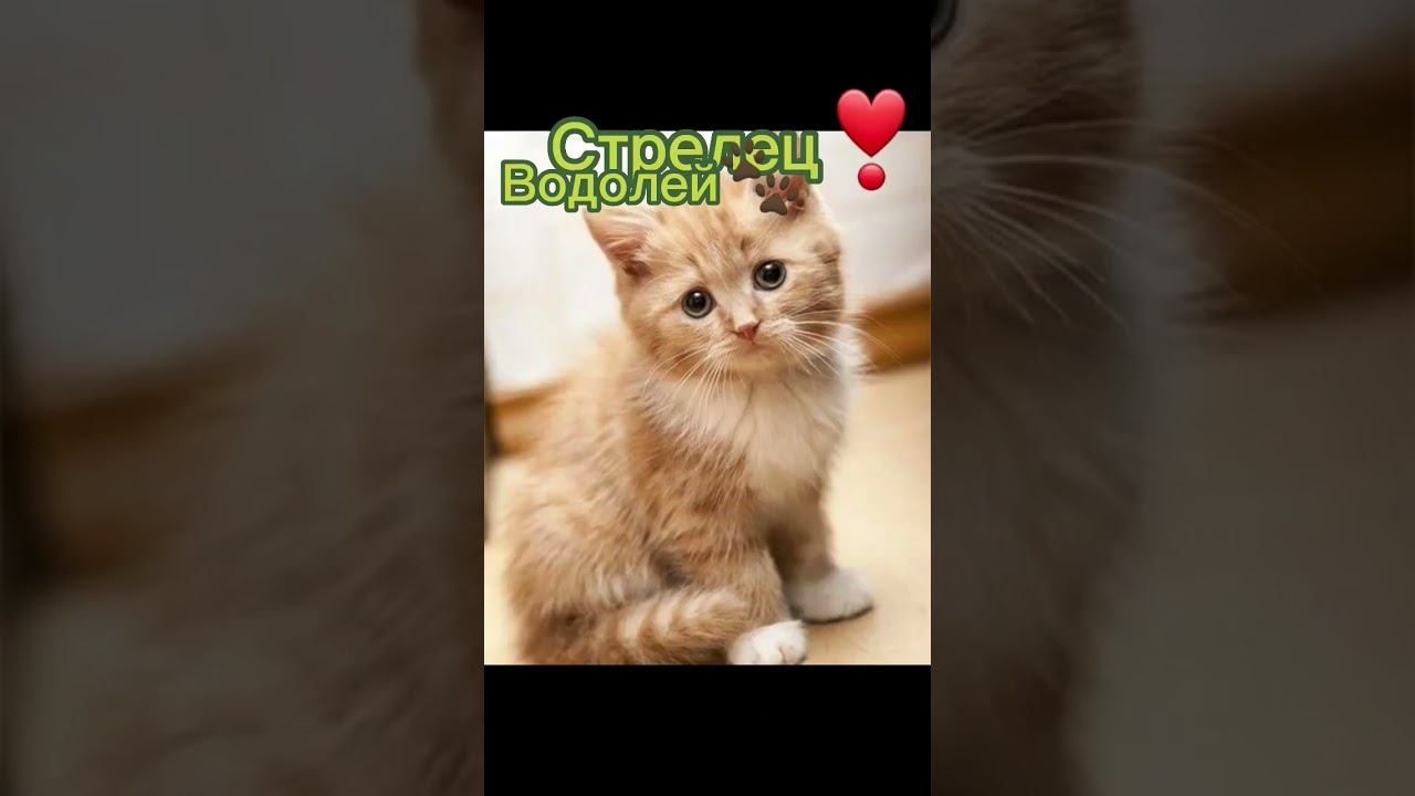 Кто же ты?#shorts#рекомендации смотреть онлайн