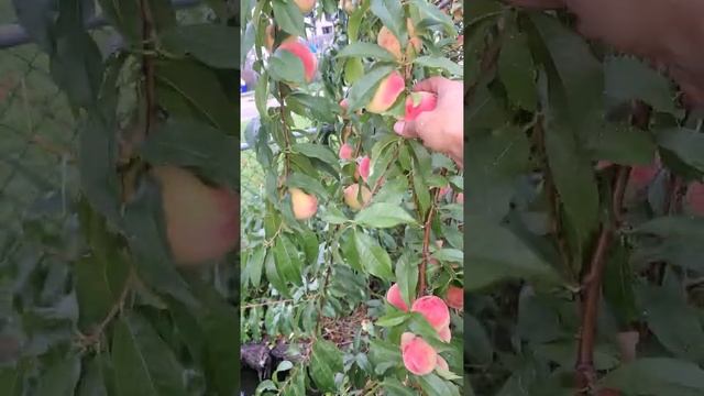 Georgia peach Tree Harvest Milwaukee wi смотреть онлайн