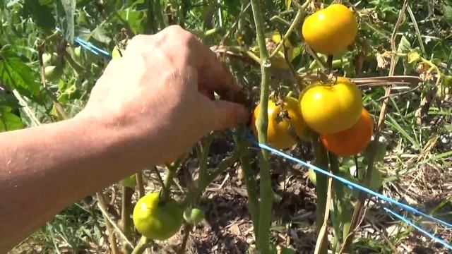 Pomodoro regina di Torre Canne (The Queen tomato) смотреть онлайн