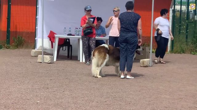 класс чемпионов смотреть онлайн