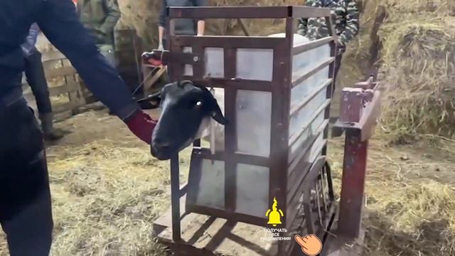 Сколько весят племенные овцы? Живой вес баранов. Разведение овец породы Суффолк! Мясная порода овец