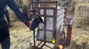 Сколько весят племенные овцы? Живой вес баранов. Разведение овец породы Суффолк! Мясная порода овец