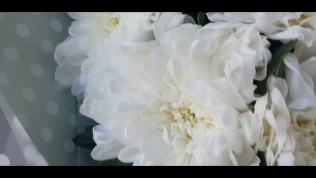 Белоснежная хризантема