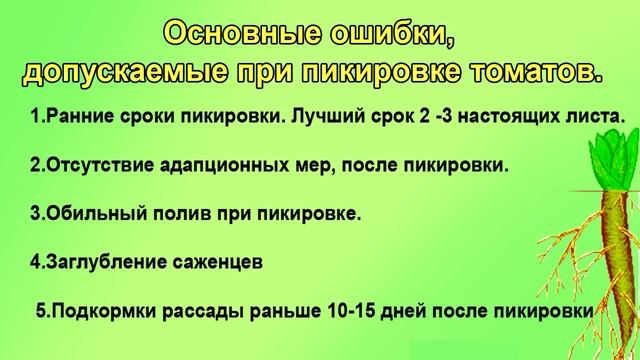 Сроки и способы пикировки томатов. ШПАРГАЛКА №6 смотреть онлайн