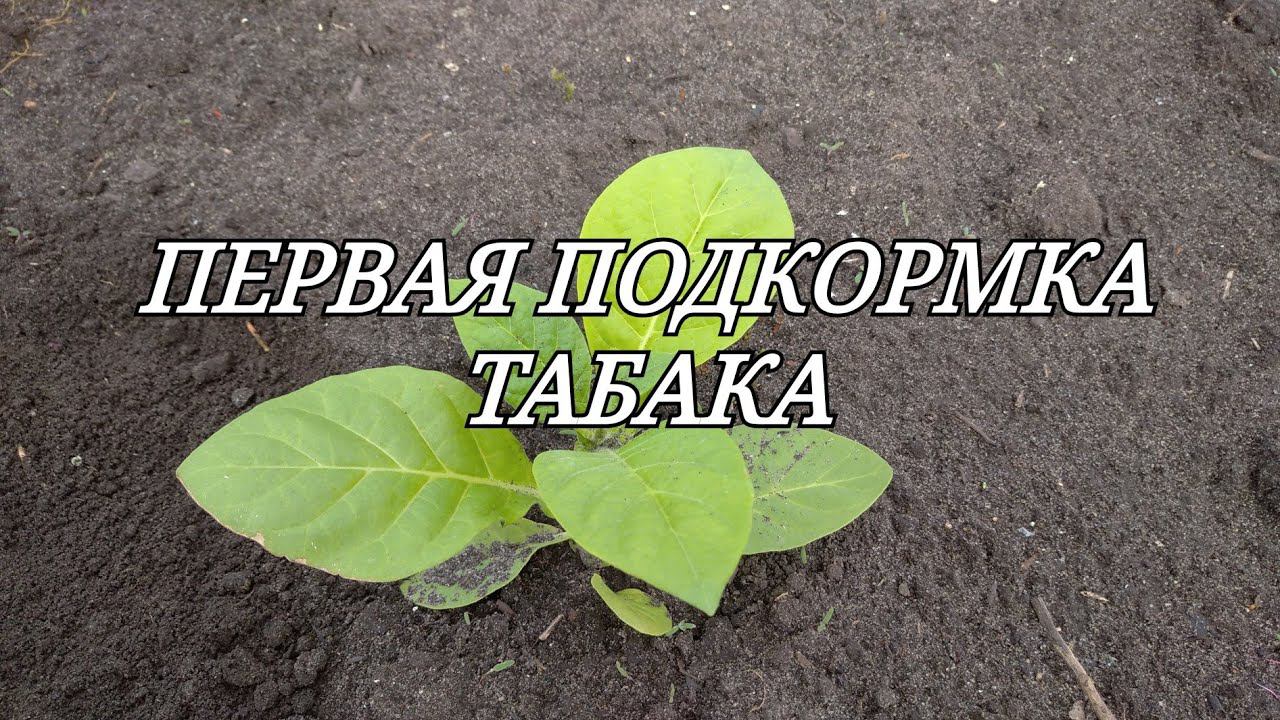 ПЕРВАЯ ПОДКОРМКА ТАБАКА смотреть онлайн
