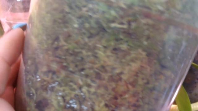 Адаптация азиатских орхидей! Все получилось!!!🤓🤓😎 смотреть онлайн