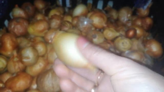 Семена лука, хранение, тонкости и ньюансы. смотреть онлайн