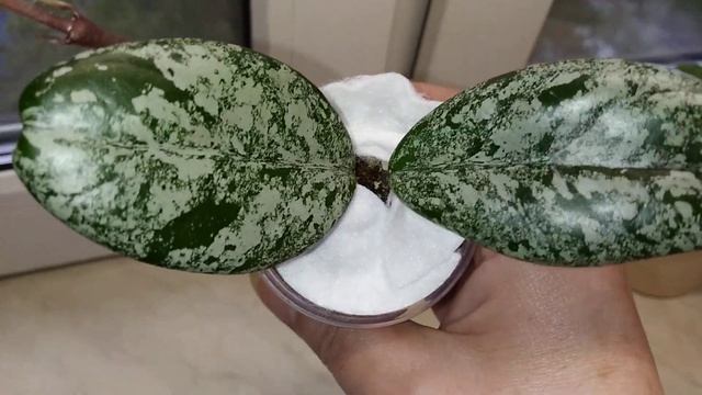 Моя покупочка: хойя Wilbur Graves. смотреть онлайн