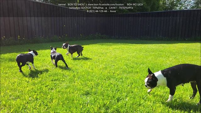 Веселые Бостон терьеры