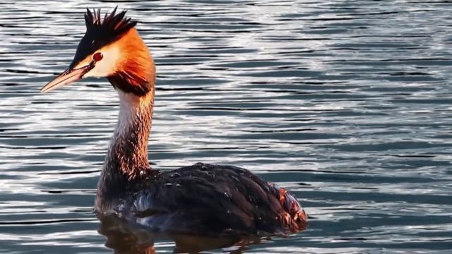 Больша́я пога́нка, или чо́мга (лат  Podiceps Cristatus) - Пение Чомги, жизнь Чомги.