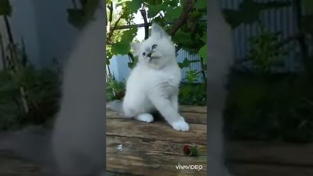 Ragdoll cats. Plush Doll Ru. Рэгдолл. Тряпичная кукла. смотреть онлайн