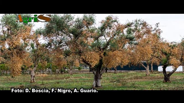 Rubrica Televisiva AGRISUD pianta di Amaryllis смотреть онлайн