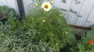 ХРИЗАНТЕМА КИЛЕВАТАЯ ОБЗОР ЦВЕТУЩЕГО РАСТЕНИЯ