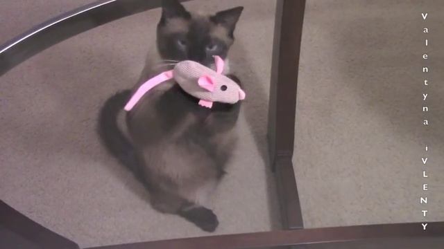 Молящийся сиамский кот =^..^= СИАМСКИЕ КОШКИ смотреть онлайн