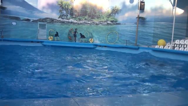 Дельфинарий Немо Алушта Крым смотреть онлайн
