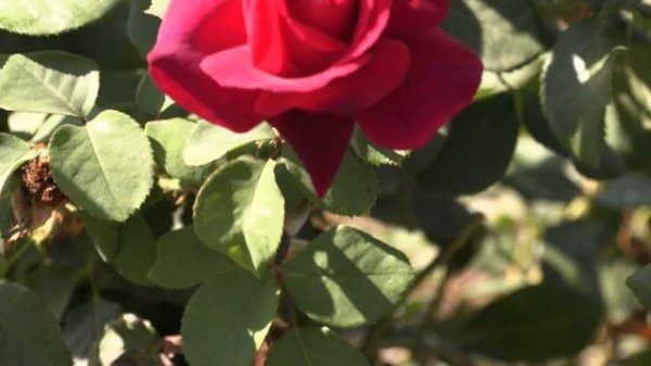 Графиня Диана - чайно-гибридная роза,  Питомник роз Полины Козловой rozarium.biz