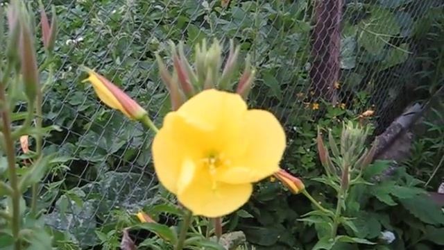 Энотера -- цветок вечерней зари смотреть онлайн