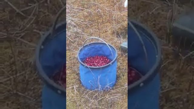 на сборе клюквы смотреть онлайн