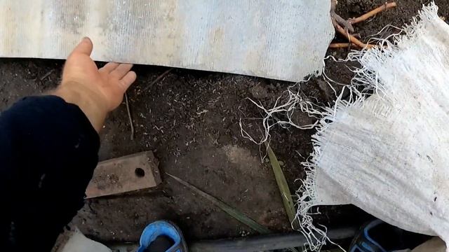 ВИНОГРАД - Как сделать обрезку чем и когда укрыть на зиму смотреть онлайн