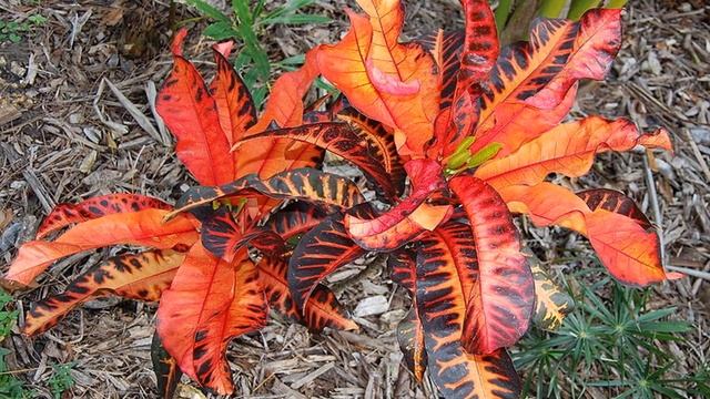 250+ RARE CROTON PLANTS WITH NAMES / DIFFERENT VARIETIES OF CROTON/ Croton Plants Varieties смотреть онлайн