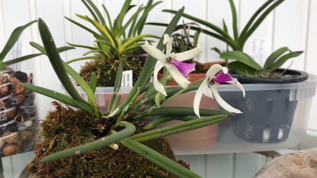 ОРХИДЕЯ Leptotes Bicolor!!! Цветение,уход и черное море ?