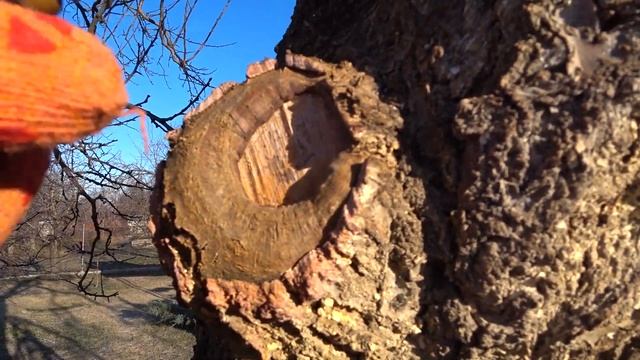 Чем обрабатывать после ОБРЕЗКИ срезы дерева смотреть онлайн