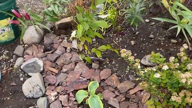 ИСЛАНДИЯ , МОЙ САД И ОГОРОД В ИЮЛЕ ( МАКСИМАЛЬНАЯ ТЕМПЕРАТУРА ПЛЮС 17) смотреть онлайн