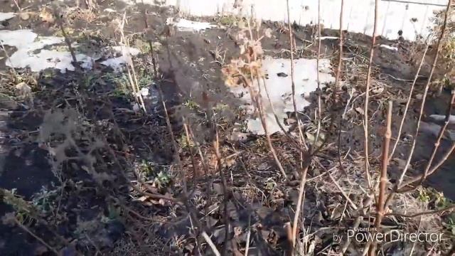 Обрезка метельчатой гортензии.