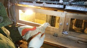 Перепела  Техасские белые  Фараоны