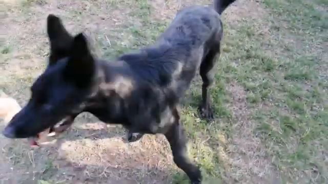 Восточно-европейская овчарка! Черный окрас! Активный! Вольф(Бриз)! 6 месяцев! смотреть онлайн