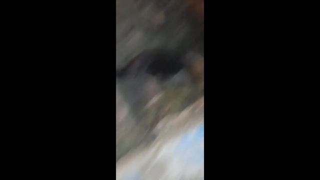 Экологические Загадки