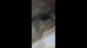 Бобр курва. Правильный перевод по мнению польских экспертов.