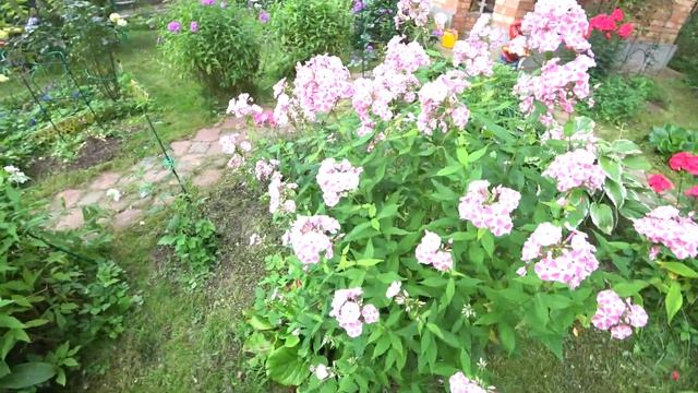 ФЛОКС "МАШЕНЬКА" ("МАШУНЯ") смотреть онлайн