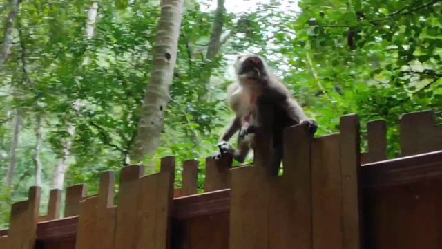 Животный мир Рейли. Краби, Таиланд