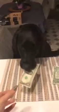 Собака платит за печеньки смотреть онлайн