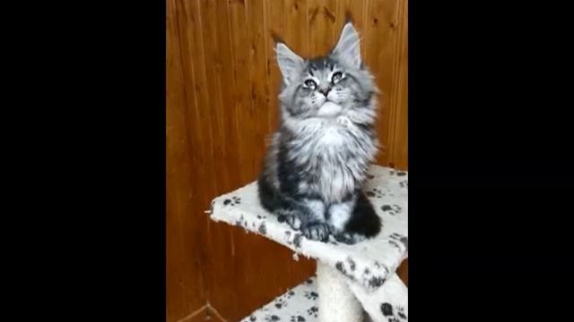 Peter DeMaruny Maine Coon смотреть онлайн