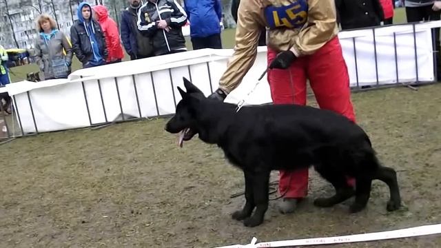 ЩЕНКИ КОБЕЛИ описание _ RussianSiegerZuchtSchau 2013