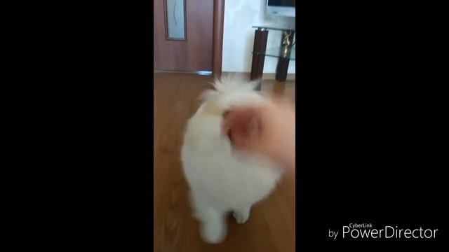 Милашка! Команда "Сидеть"❤❤❤ смотреть онлайн