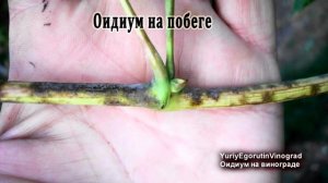 ? Внимание! Вспышка ОИДИУМА на винограде. Как оидиум отличить от милдью?  ПИЩЕВАЯ СОДА в помощь?.