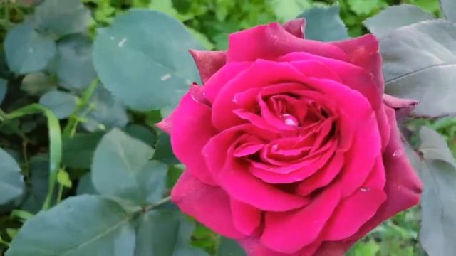 Rose Chartreuse de Parme (Шартрез де Парм роза) смотреть онлайн