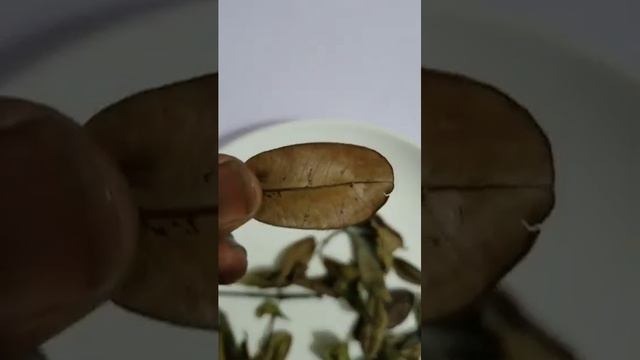 FAIT LE (LA) REVENIR IMMÉDIATEMENT AVEC DES FEUILLES DE LAURIER ( RETOUR D'AFFECTION) смотреть онлайн