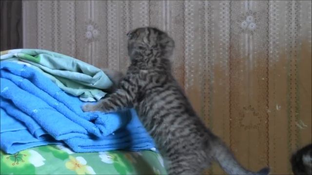 Котята в Зеленограде смотреть онлайн