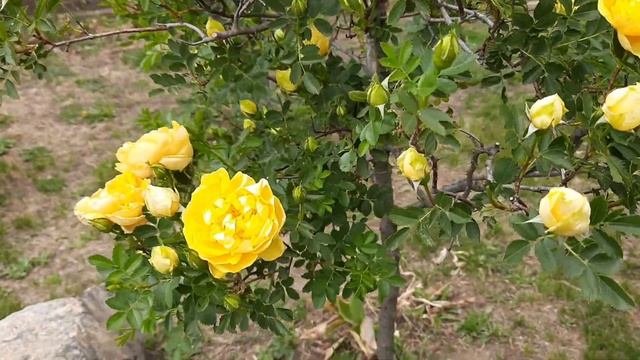Самая СОЛНЕЧНАЯ штамбовая роза Персиан Еллоу / rose Persian Yellow / Rozi Mira смотреть онлайн
